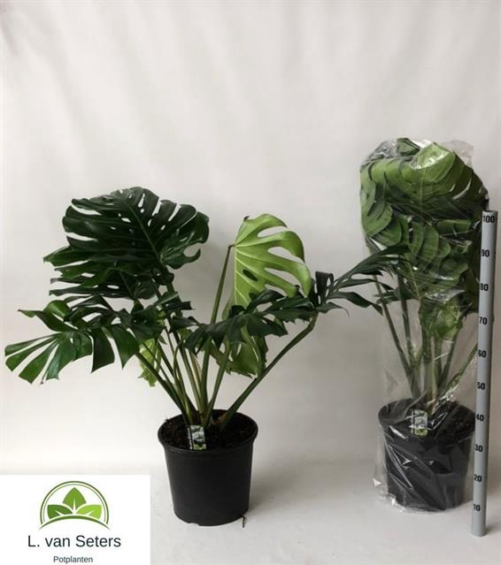 Monstera deliciosa 32Ø 120cm 4pp