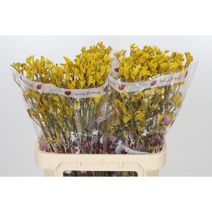 Anigozanthos Imani Yellow
