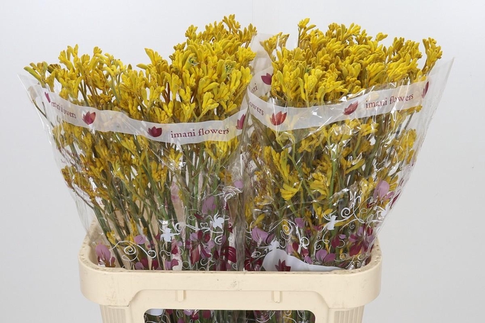 <h4>Anigozanthos Imani Yellow</h4>