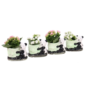 Kalanchoe 6 cm mix in keramieke panda planter