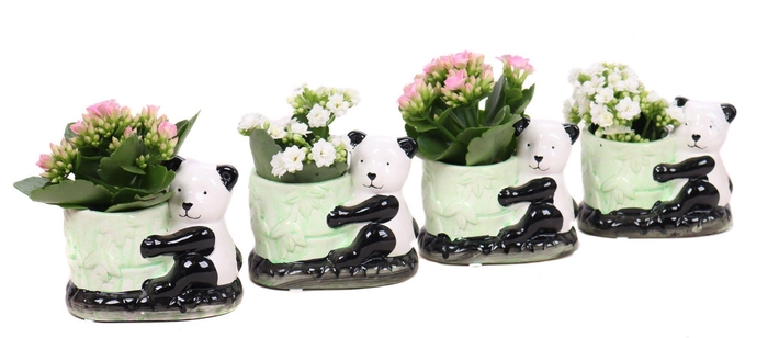 <h4>Kalanchoe 6 cm mix in keramieke panda planter</h4>