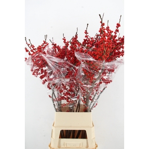 ILEX VE RODE BES 120CM ARTISTIEK