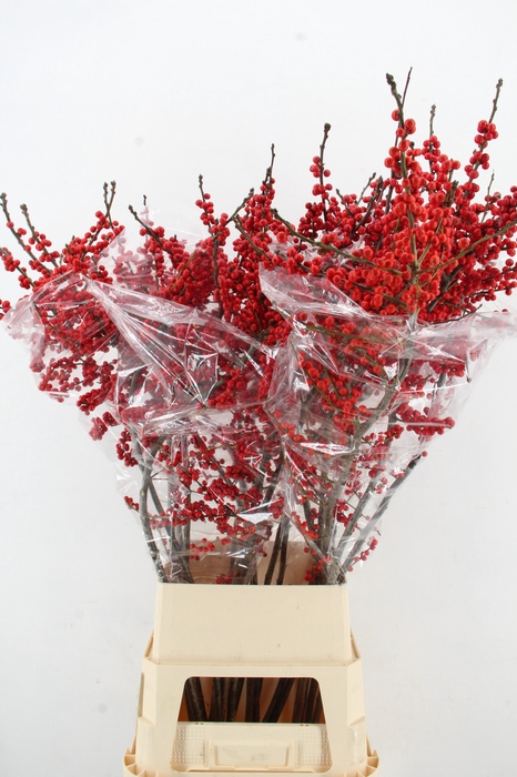 <h4>ILEX VE RODE BES 120CM ARTISTIEK</h4>