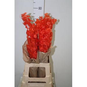 Lunaria Peach / Orange