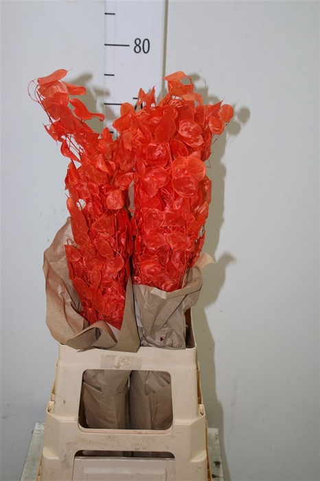 <h4>Lunaria Peach / Orange</h4>