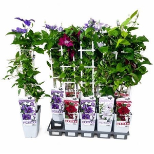 Clematis Ov