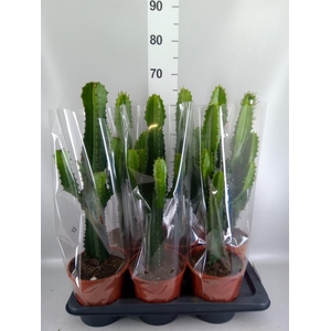 Euphorbia acrurensis