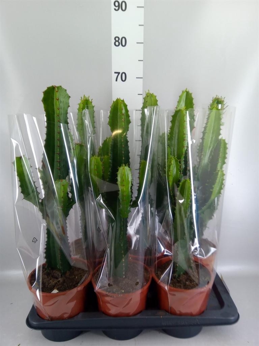 <h4>Euphorbia acrurensis</h4>