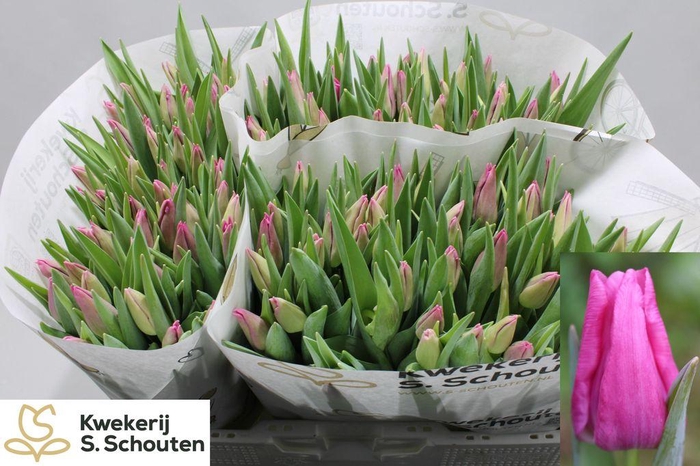 <h4>Tulipa si cohim</h4>