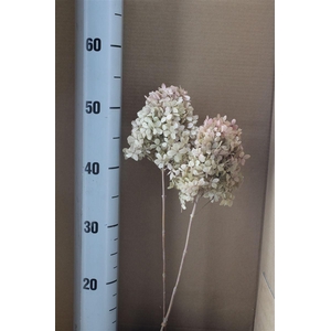 Japan Deco Hydr Peegee Oregano Pink 2pcs