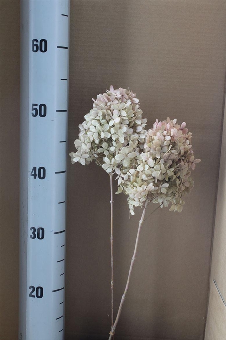 <h4>Japan Deco Hydr Peegee Oregano Pink 2pcs</h4>