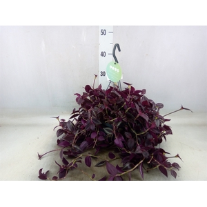 Tradescantia   ...