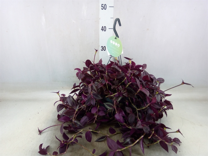 <h4>Tradescantia   ...</h4>