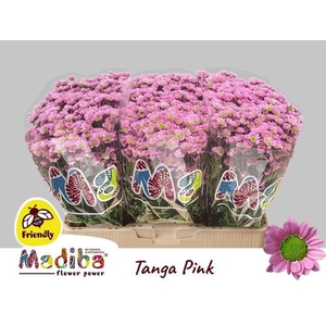 Chr San Mad Tanga Pink