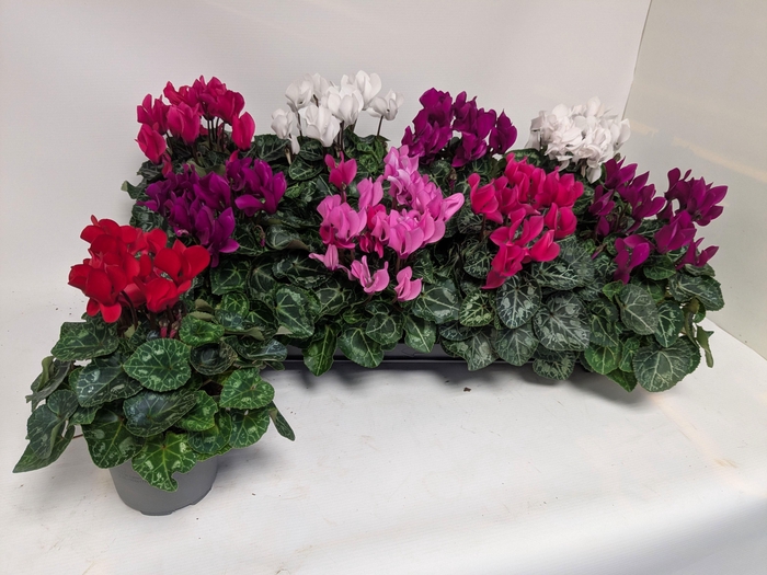 <h4>CYCL KL MACARON</h4>