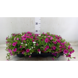 Calibrachoa  'Trixi Petticoat'
