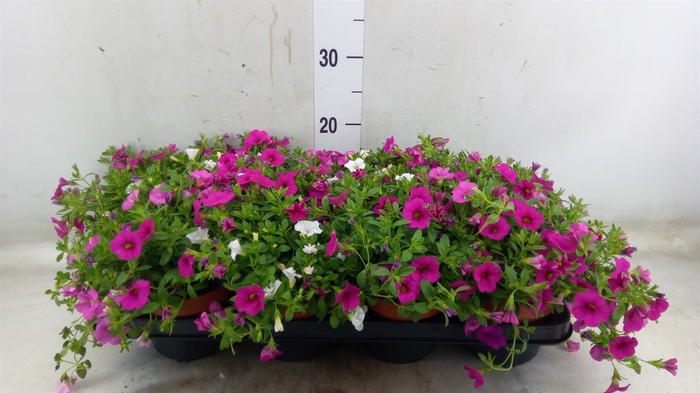 <h4>Calibrachoa  'Trixi Petticoat'</h4>