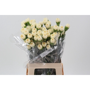 Di St CL Vanilla Minami