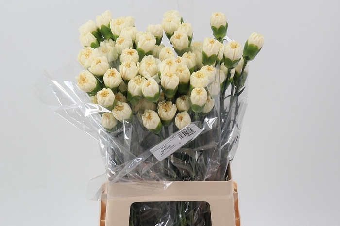 <h4>Di St CL Vanilla Minami</h4>