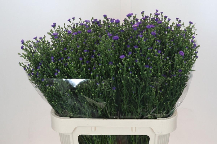 <h4>AST CASAMARE</h4>