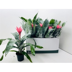Aechmea fasciata 'Primera'