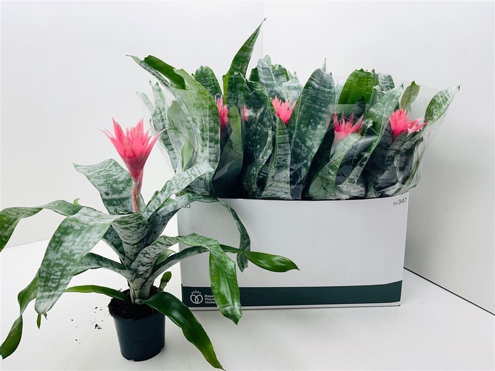 <h4>Aechmea fasciata 'Primera'</h4>