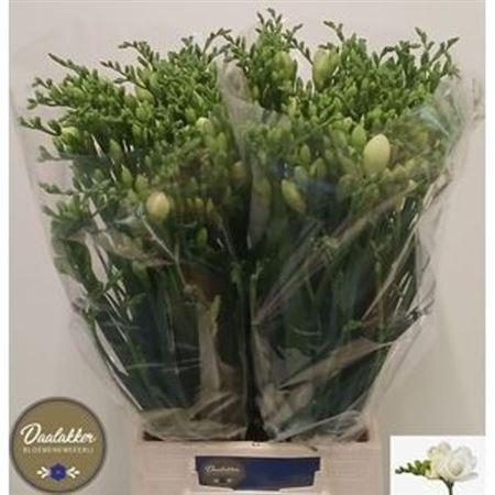 <h4>Fr Du Versailles</h4>