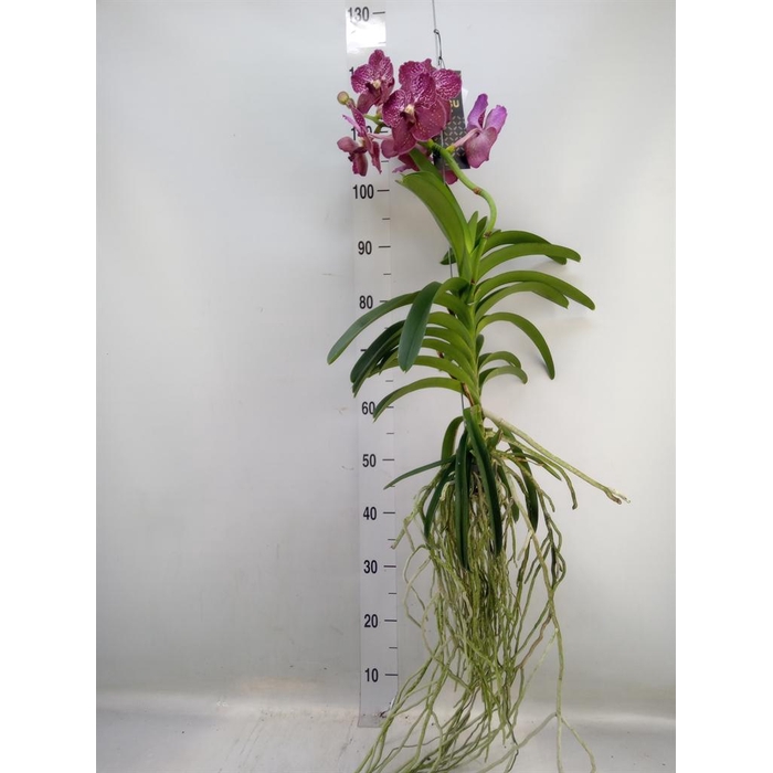 <h4>Vanda hybrids</h4>