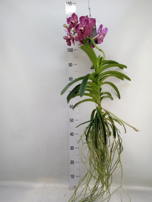 Vanda hybrids