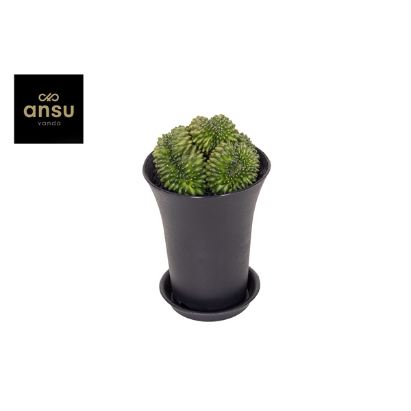 <h4>Gymno Cactus 'Spineless' Mountain Twin XXL</h4>