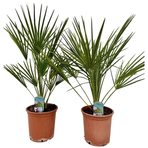 Chamaerops humilis