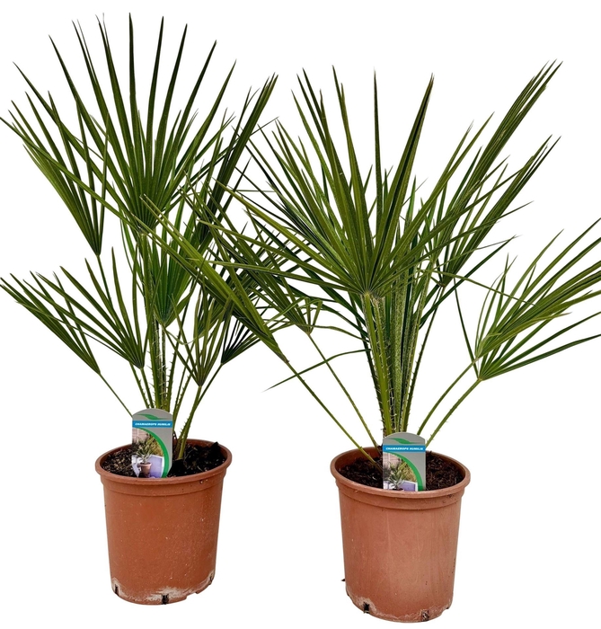 <h4>Chamaerops humilis</h4>