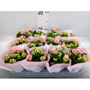 Kalanchoe   ...mini