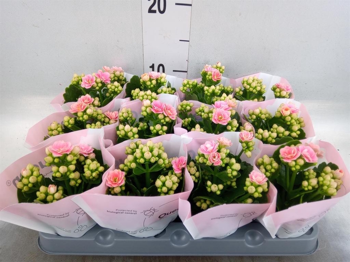 <h4>Kalanchoe   ...mini</h4>
