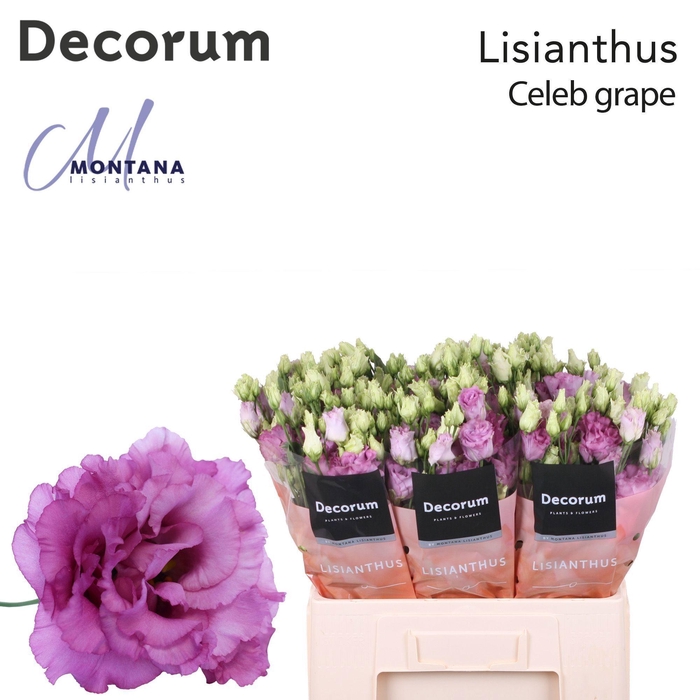 <h4>Lisianthus Celeb grape 60cm</h4>