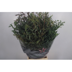 Euc Parvifolia Per Bunch 350 Gram S U P E R