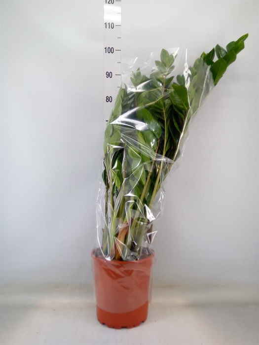 <h4>Zamioculcas zamiifolia</h4>