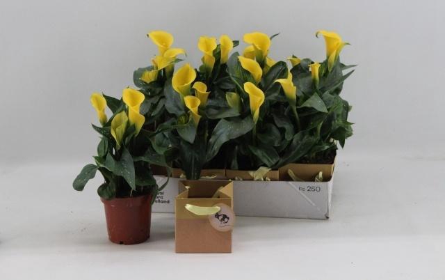 <h4>ARR ZANTEDESCHIA</h4>