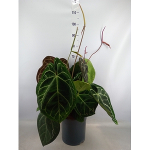 Anthurium cryst. 'Karma Crystal'