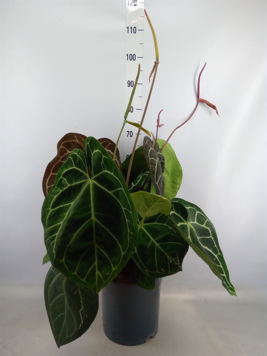 <h4>Anthurium cryst. 'Karma Crystal'</h4>