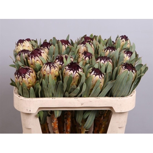 Protea magnifica 'Niobe'