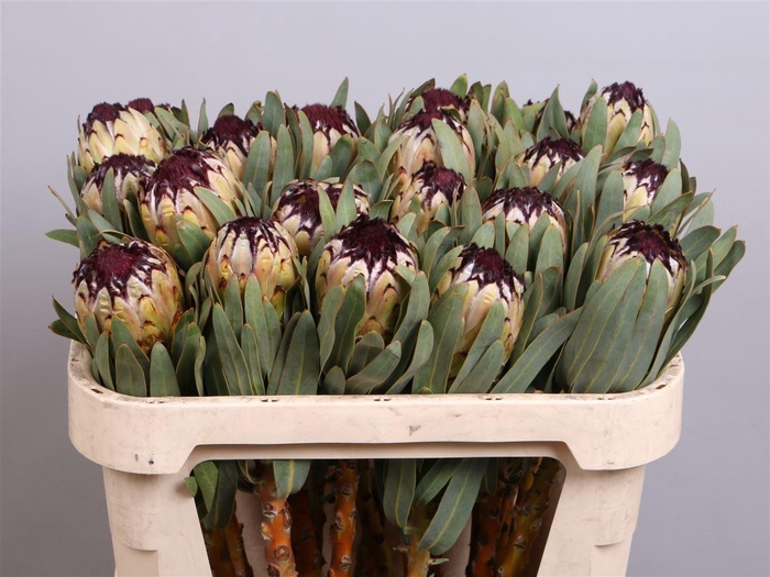 <h4>Protea magnifica 'Niobe'</h4>