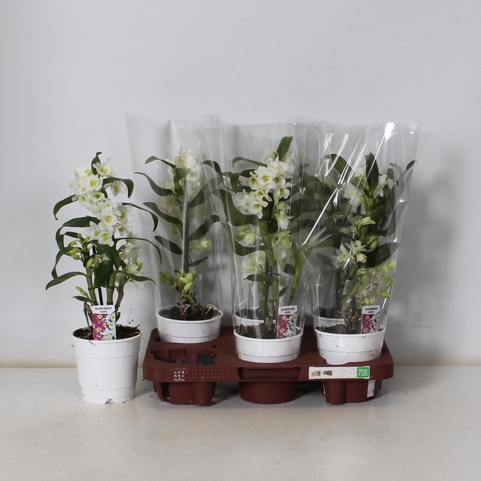 <h4>DENDR N SC APOLLON</h4>