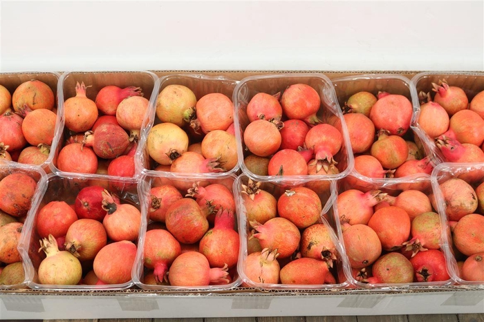 Sier Granaatappel Red X12 P Box