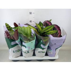 Calathea   ...mix 4