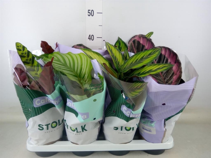 <h4>Calathea   ...mix 4</h4>