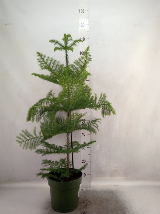 <h4>Araucaria heterophylla</h4>