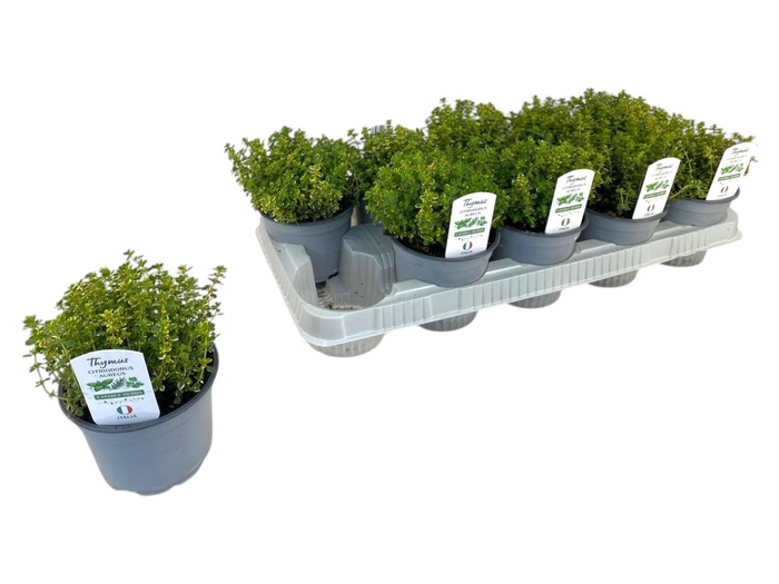 <h4>THYM CI AUREUS</h4>