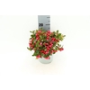 GAULTHERIA PROC WINTERPEARLS