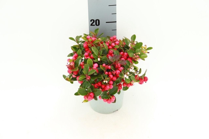 GAULTHERIA PROC WINTERPEARLS